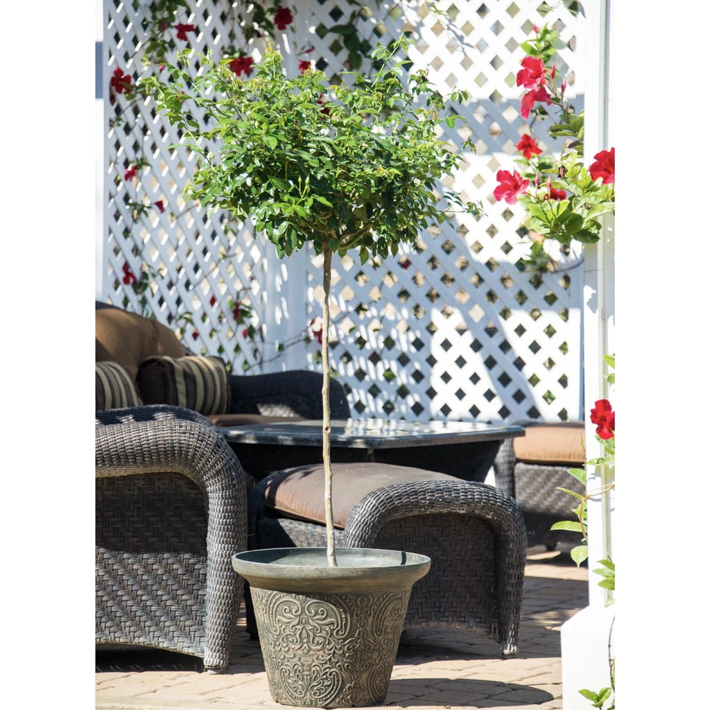 Burgundy Floribunda Tree Rose Bare Root (1-Pack) E67921