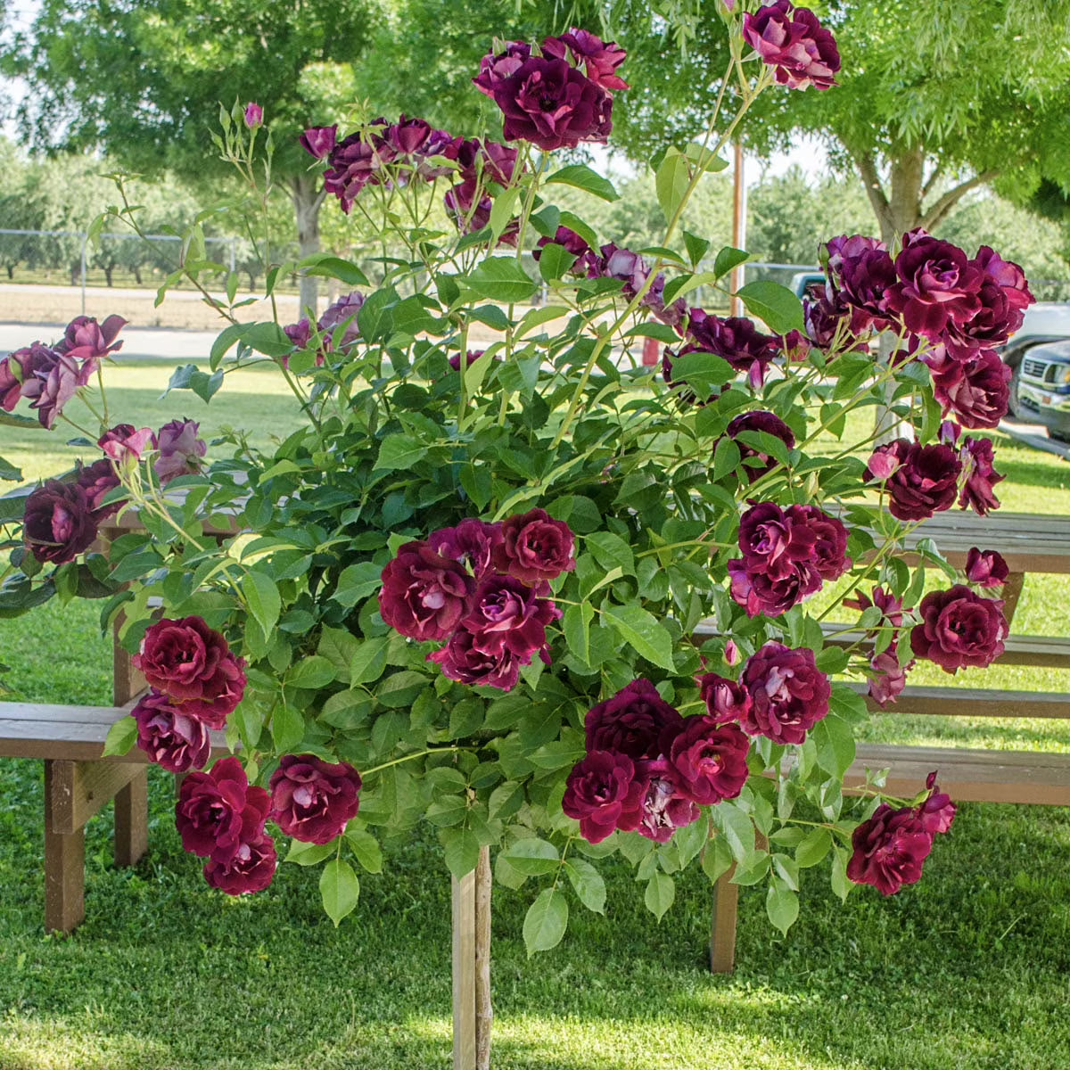 Burgundy Floribunda Tree Rose Bare Root (1-Pack) E67921