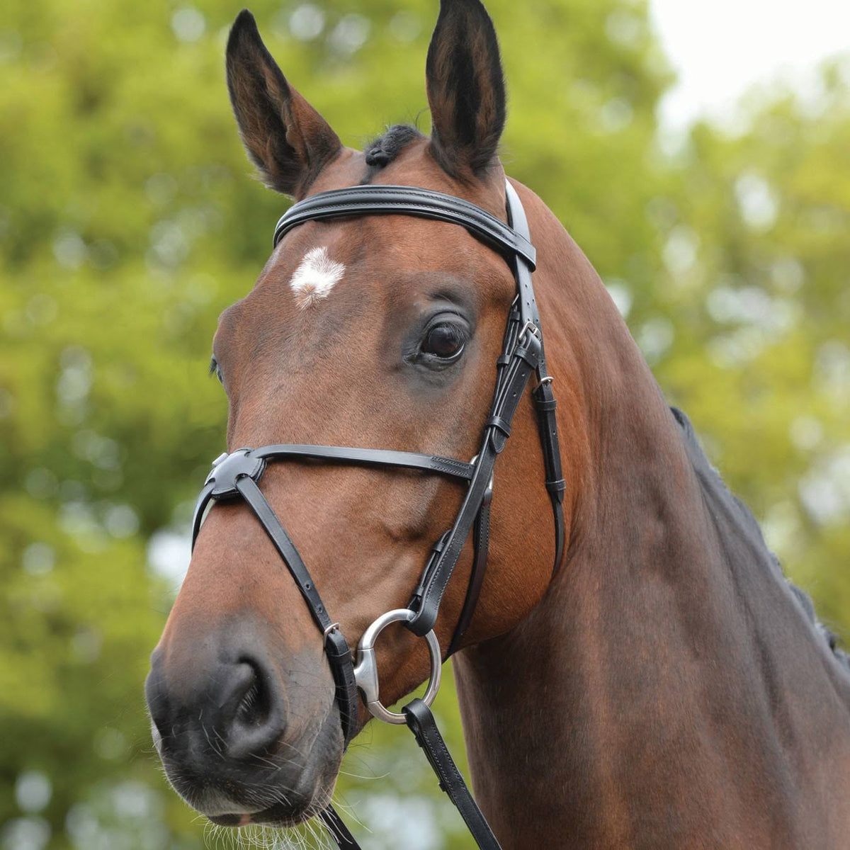 Black Grackle Bridle M18866