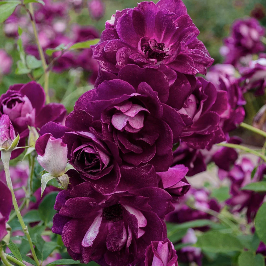Burgundy Floribunda Tree Rose Bare Root (1-Pack) E67921