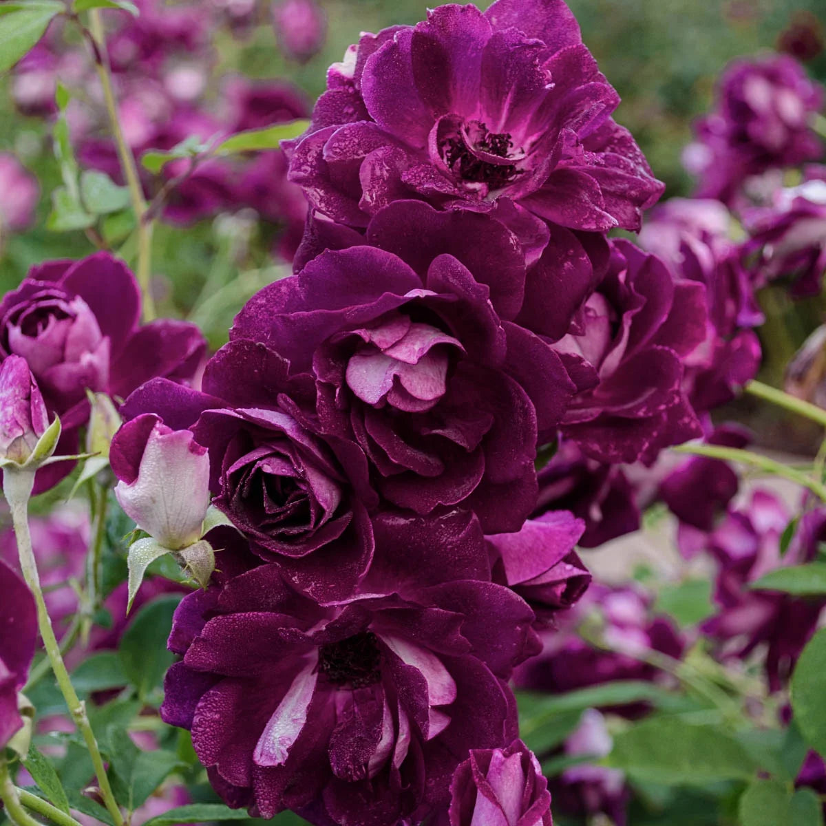 Burgundy Floribunda Tree Rose Bare Root (1-Pack) E67921