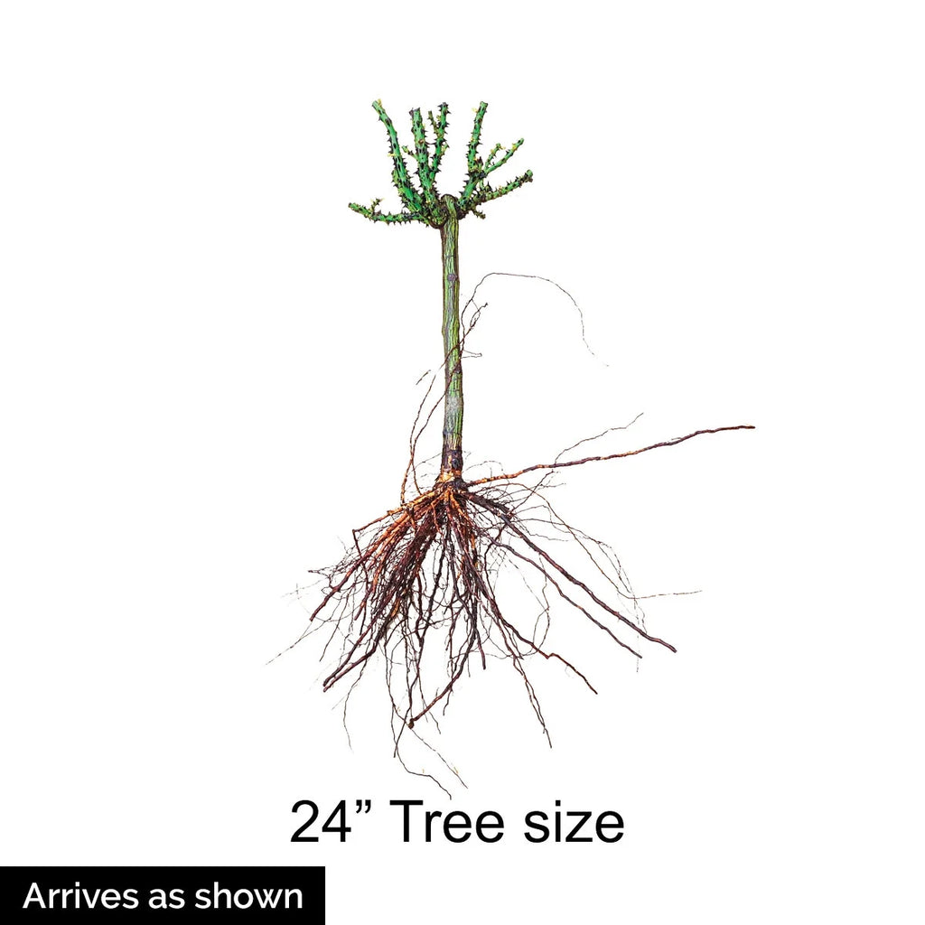 Burgundy Floribunda Tree Rose Bare Root (1-Pack) E67921
