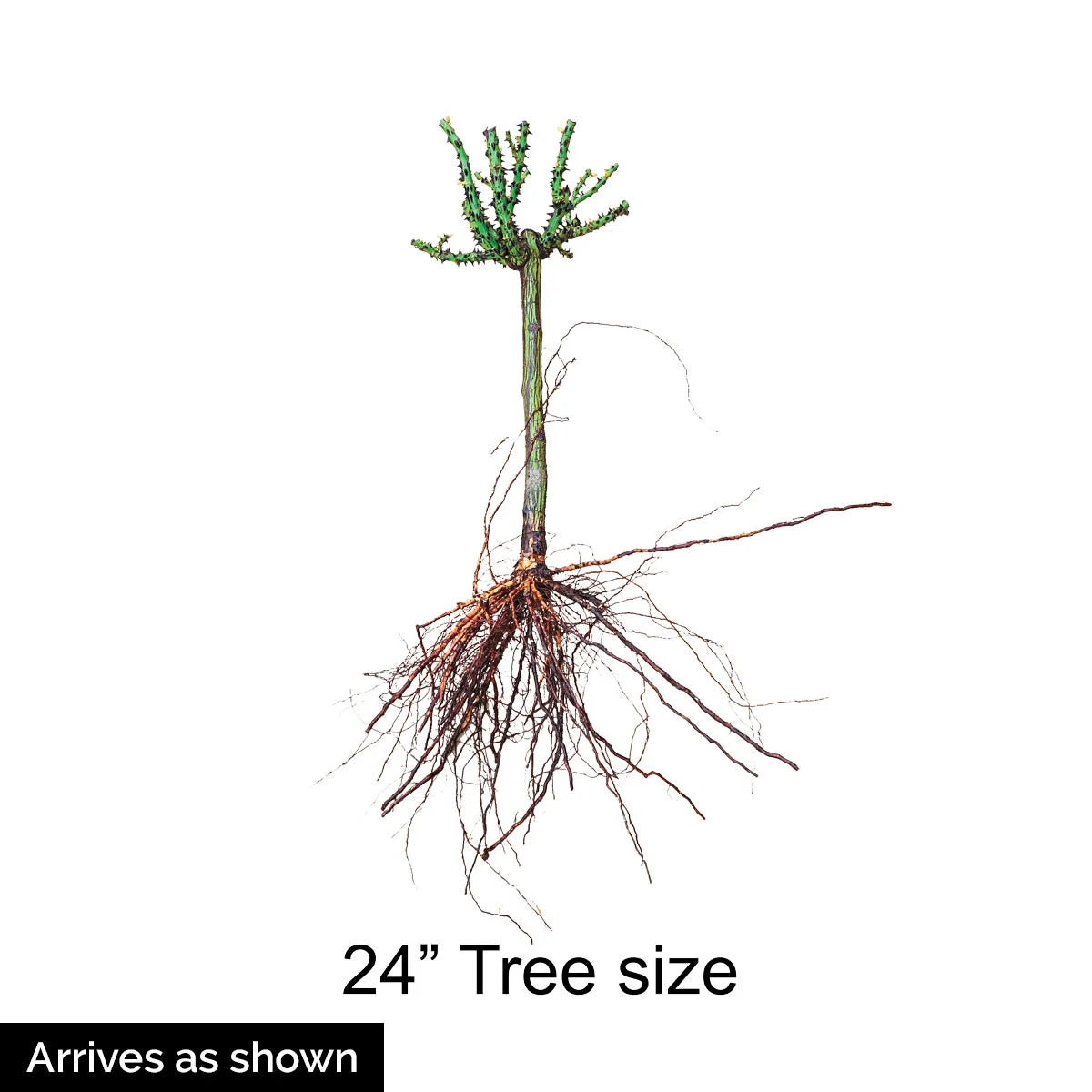 Burgundy Floribunda Tree Rose Bare Root (1-Pack) E67921